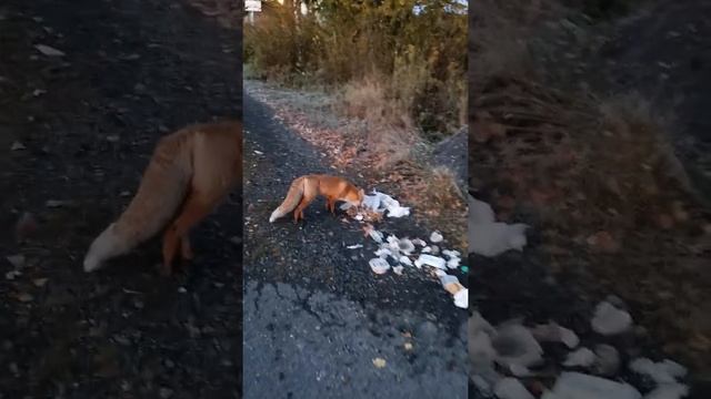 Гостиница ЛАСКА Шерегеш смотреть онлайн