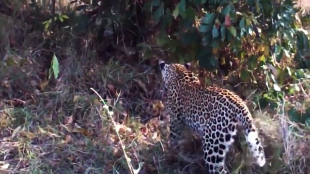 Python Too LARGE, Python Swallowing Leopard Cubs When Mother Leopard Hunting Impala From Tree смотреть онлайн