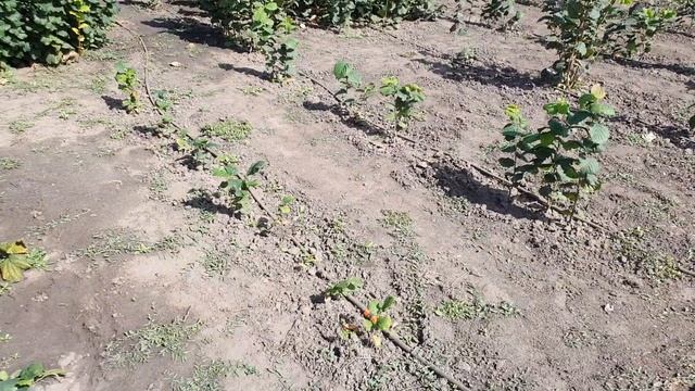 Фундук для средней полосы России. Обзор маточника и школки фундука, 2022 года. смотреть онлайн