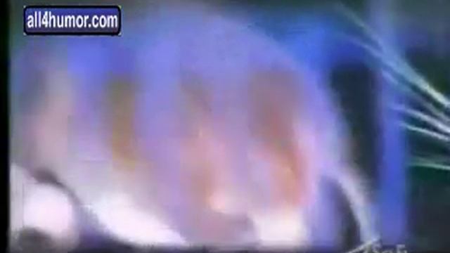 Кот ловит мышь видео смотреть онлайн