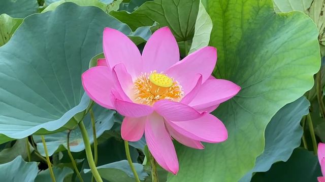 蓮と蜜蜂 Лотос и пчела 🐝 2020.7.13 смотреть онлайн