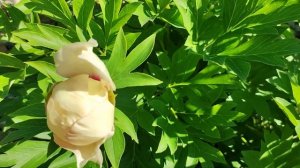 Пион Ито- гибрид Канари Бриллиант. Canary Brilliants