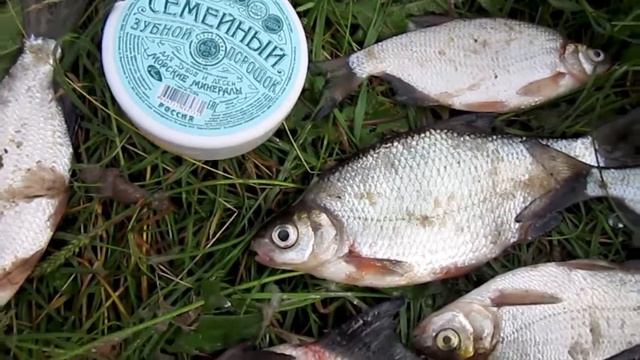 рыбалка в начале августа 2017 смотреть онлайн