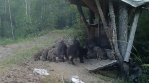 Кабаны. Охота и рыбалка. Сеголетки. Фотоохота. Выпуск 196