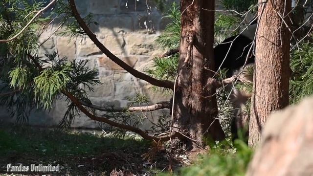 ? #Giantpanda Xiao Qi Ji: Saying Goodbye #pandastory смотреть онлайн
