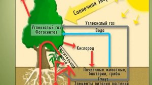 6 класс. География. Биосфера