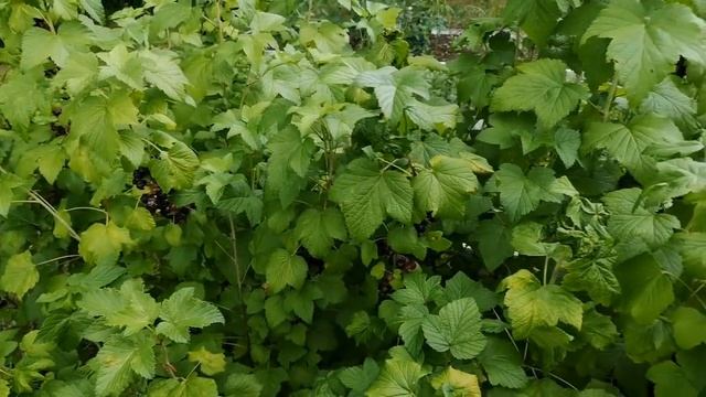 Немецкий картофельный салат, летний вариант. Очень вкусно! Сад-огород. Зверье мое. смотреть онлайн