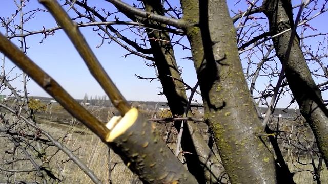 Как привить сливу :: как правильно прививать сливу в расщеп. смотреть онлайн