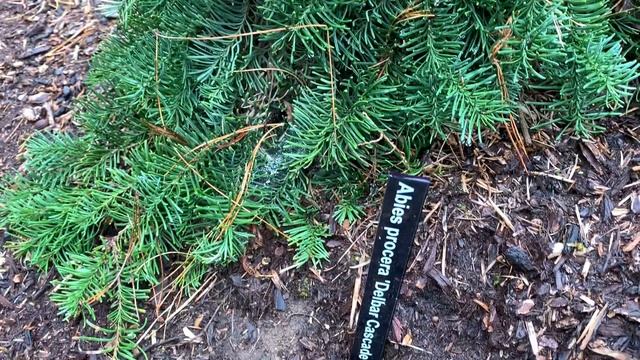 Abies procera 'DelBar Cascade' Weeping Blue Noble Fir April 23, 2020 смотреть онлайн