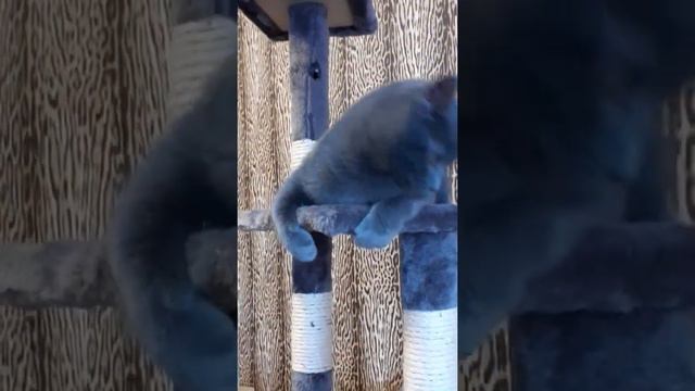 Кеша. Голубая пантера. Kesha. Blue panther. смотреть онлайн