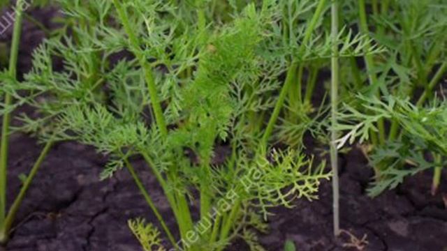 Подкормка которую я кладу в Бороздку при посадке Моркови, чтобы корнеплоды были Крупными смотреть онлайн