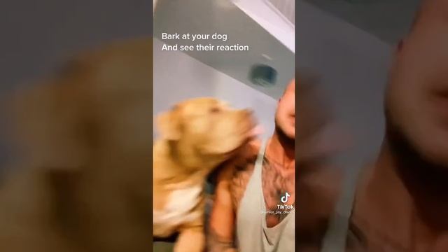 Bark at your dog compilation | Нарезка тренда ГАВКНИ НА СВОЮ СОБАКУ (Переменный ТикТок) смотреть онлайн