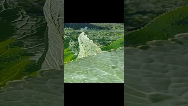 20220621 Кузнечики смотреть онлайн