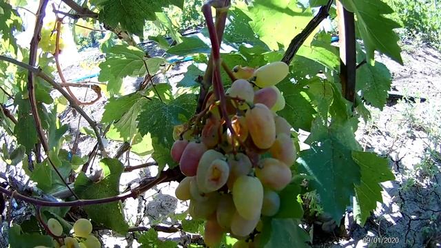 Виноград Юлиан смотреть онлайн