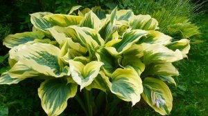 ХОСТЫ БОЛЬШИЕ И ГИГАНТСКИЕ. КРАСИВЫЕ СОРТА. Дачный креатив.