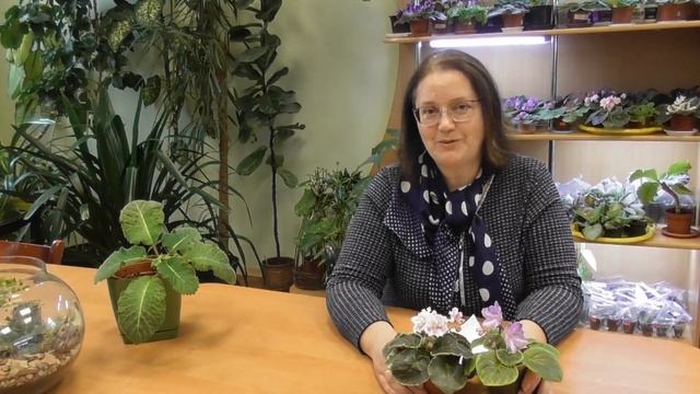 Сенполии. Секреты выращивания