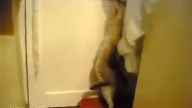 Котик стесняется))) смотреть онлайн