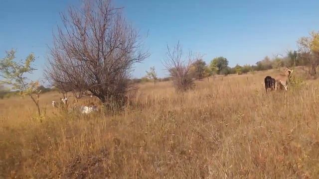 Бык Джерси смотреть онлайн
