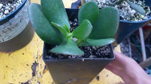 HOW TO PROPAGATE JADE PLANTS - CRASSULA OVATA GOLLUM смотреть онлайн