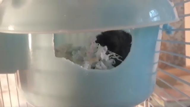Болезни джунгарского хомяка смотреть онлайн