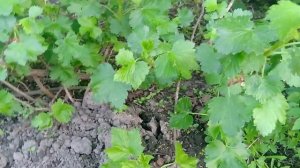 Размножение йошты и что будет если она растет сама по себе !!!