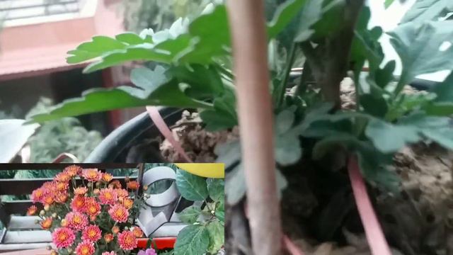 How to Grow Chrysanthemums in Pots Expert Tips ( English) evergreen garden смотреть онлайн