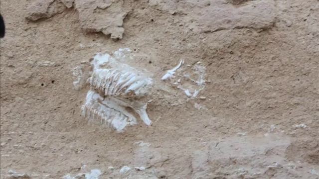 Avola: trovato fossile di elefante preistorico смотреть онлайн