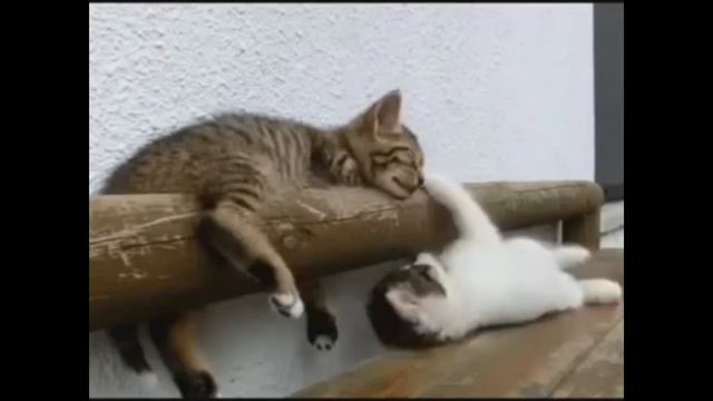 Котик будит своего братика. смотреть онлайн