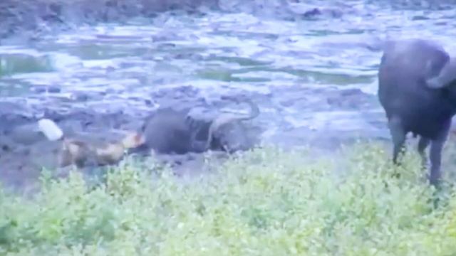 The Unpredictable Bison Is In Action! Wolf Attacked The Bison That's What Happened Next! смотреть онлайн