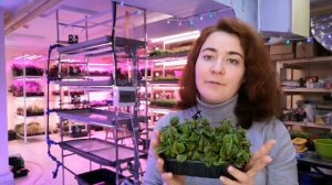 Как прорастить щавель на #бебизелень технология выращивания щавеля Кровавая Мэри. Как продавать.