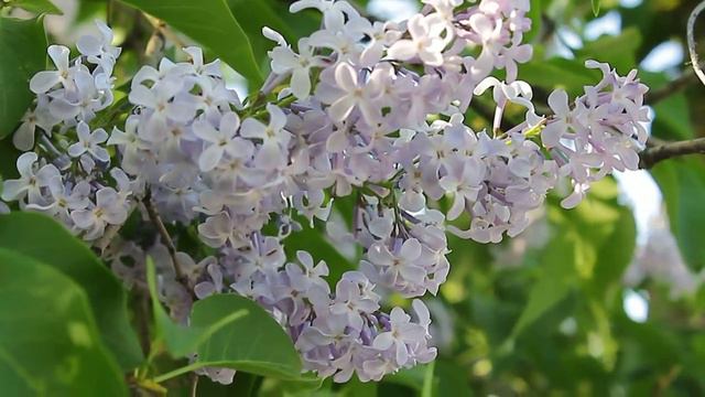 ВИДЕО. Сирень весной . Nature.Free footage. смотреть онлайн