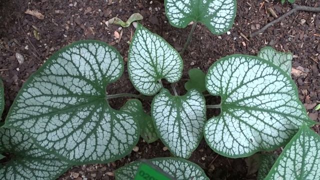 Brunnera macrophylla ´Jack Frost´ смотреть онлайн