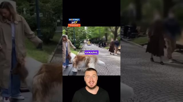 Мужчина в костюме собаки! #собака #костюм #мечта #детскаямечта #мечтадетства #японец #колли смотреть онлайн