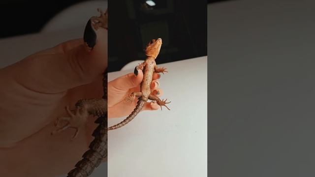 Игрушки каких животных у вас есть? #сцинк #ящерица #игрушка #дети смотреть онлайн