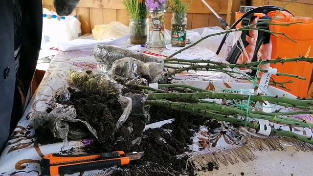 Обзор посылки из питомника "Розы от Натали". (осень 21). ???? смотреть онлайн