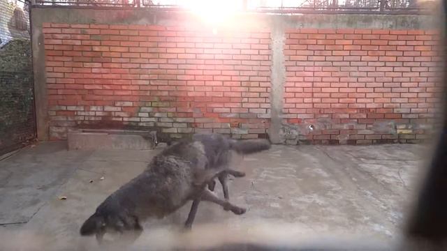 БЕЛГРАДСКИЙ ЗООПАРК-ВОЛКИ смотреть онлайн