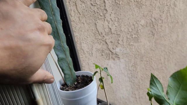 Root Air-layering 2023. Part 1 смотреть онлайн