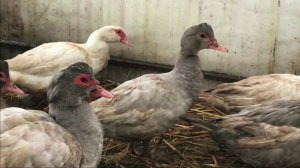 3 ПРИЧИНЫ ОТКАЗАТЬСЯ ОТ ПЕКИНСКИХ УТОК / МУСКУСНЫЕ УТКИ / Плюсы и и минусы крякающих уток