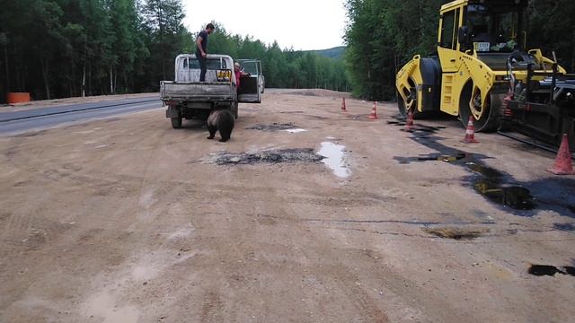 Медведь Амурская обл Тында смотреть онлайн