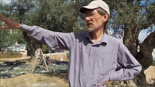Olive Harvest In Tel Rumeida, Hebron смотреть онлайн