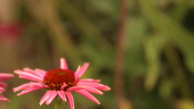Добрый Сад: ЭХИНАЦЕЯ - многолетние цветы на даче смотреть онлайн