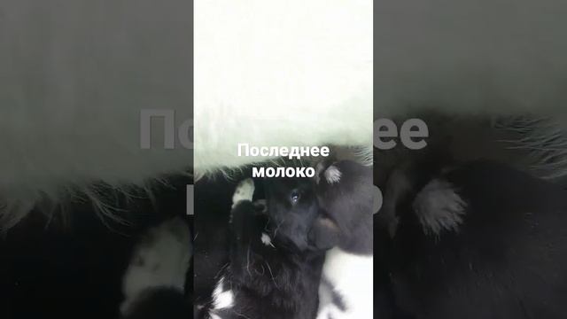 завершение грудного вскармливания, пора к новым хозяевам смотреть онлайн