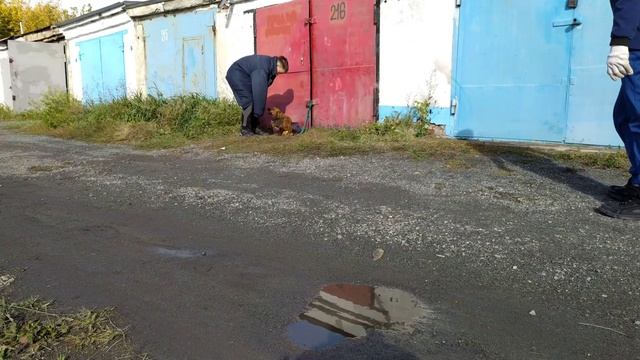 Охрана предмета. Дворняжка смотреть онлайн