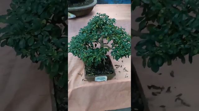 Carmona Bonsai смотреть онлайн