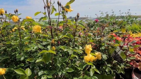 Rosa Kolorscape® 'Lemon Fizz'? // Outstanding⭐ disease resistance with VIBRANT, deep yellow blooms