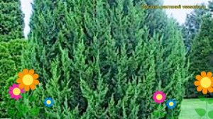 Можжевельник китайский Стрикта. Краткий обзор, описание характеристик juniperus chinensis Stricta