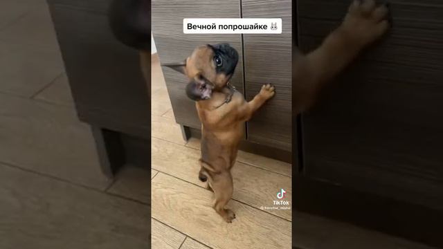 если вы хотите завести французского бульдога будьте готовы... смотреть онлайн
