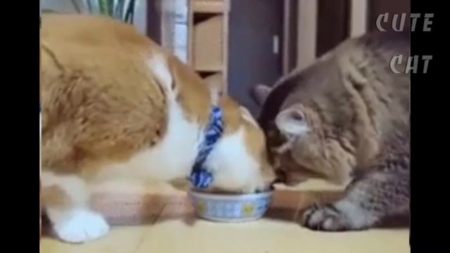 Super - Cats share their food. One bowl of Whiskas for two – or Vice versa? смотреть онлайн