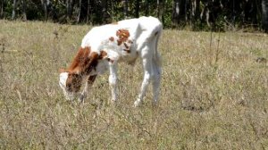 Красивая корова на лугу, мычание коровы