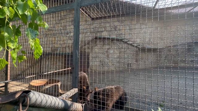 Этот старичок-макак Патрик назло не далеким ‘’знатокам’’ будет и дальше ЖИТЬ в своей семье! смотреть онлайн